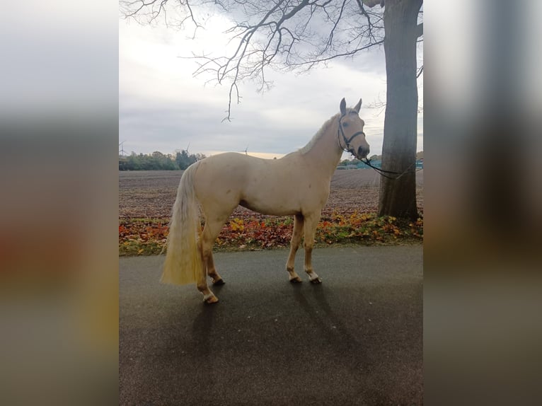 Palomino Giumenta 3 Anni 160 cm Palomino in Neulehe