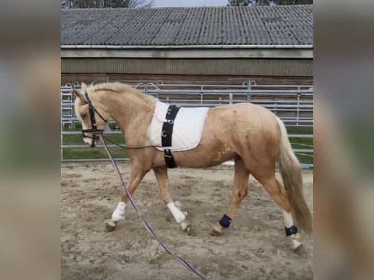 Palomino Giumenta 4 Anni 140 cm in Norderstedt