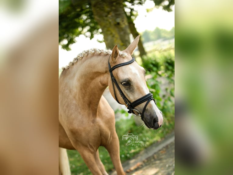 Palomino Giumenta 4 Anni 150 cm Palomino in Wouwse Plantage