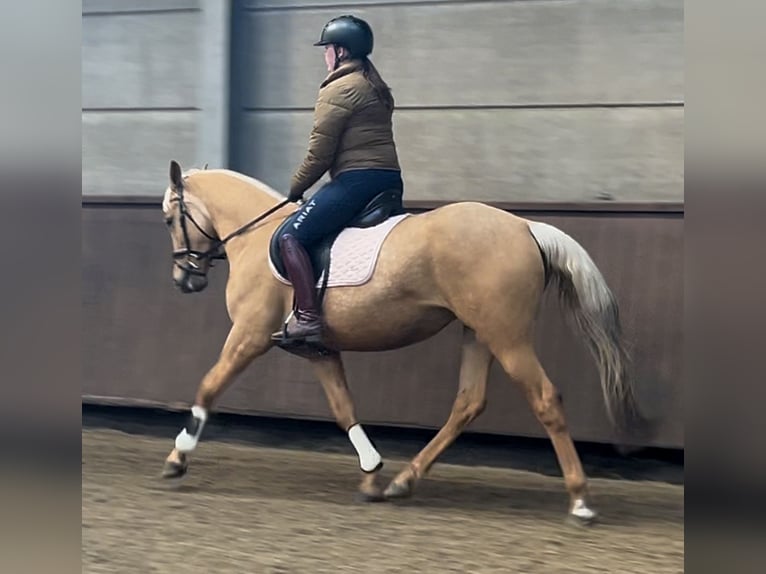 Palomino Giumenta 4 Anni 152 cm Palomino in Rucphen
