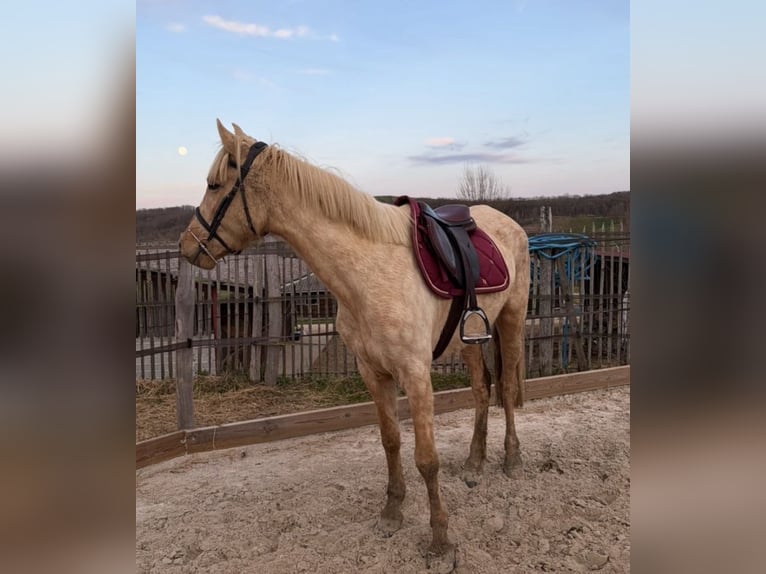Palomino Giumenta 4 Anni 155 cm Palomino in Villeneuve sur lot