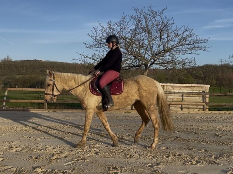 Palomino Giumenta 4 Anni 155 cm Palomino in Villeneuve sur lot