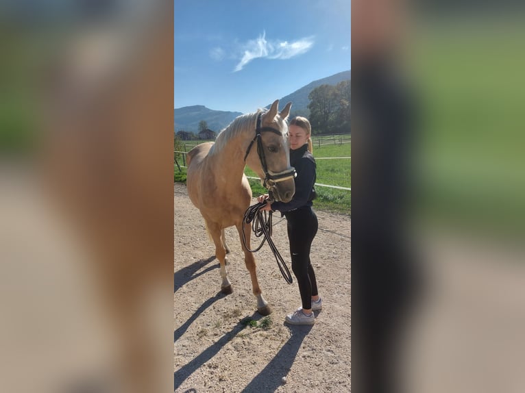 Palomino Giumenta 4 Anni 160 cm Palomino in Laupersdorf
