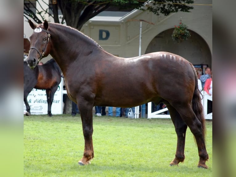 Palomino Giumenta 4 Anni 168 cm Pearl in Bocholt