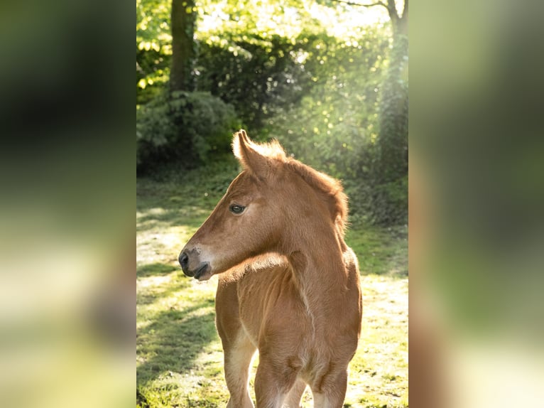 Palomino Giumenta 4 Anni 168 cm Pearl in Bocholt