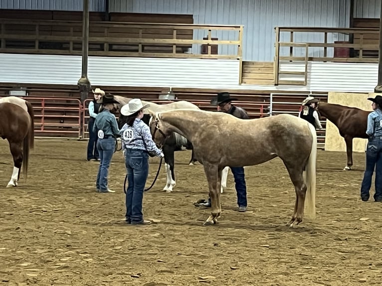 Palomino Giumenta 5 Anni 142 cm Palomino in Marysville