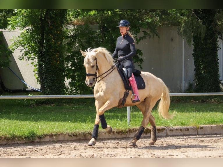 Palomino Giumenta 5 Anni 162 cm Palomino in Überherrn