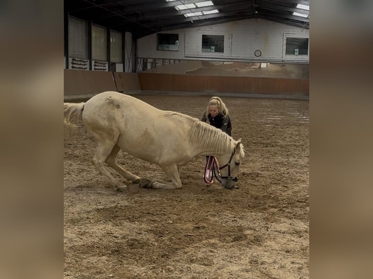 Palomino Giumenta 5 Anni 162 cm Palomino in Überherrn