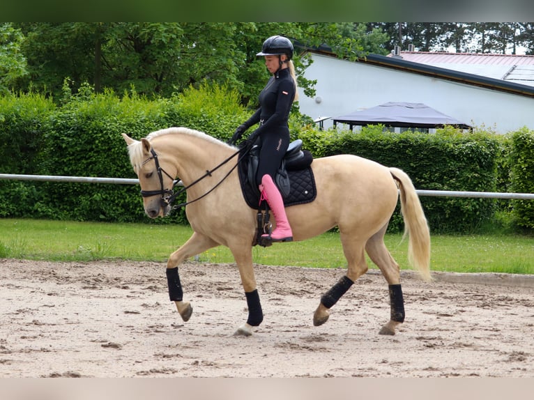 Palomino Giumenta 5 Anni 162 cm Palomino in Überherrn