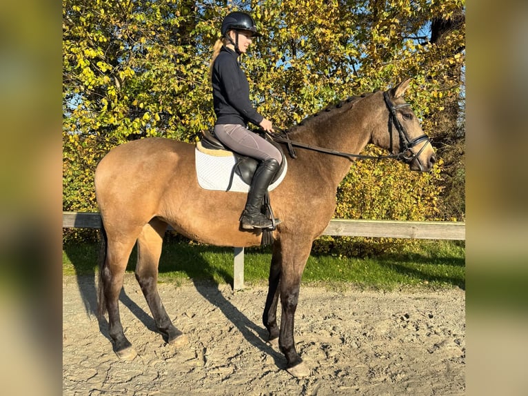 Palomino Giumenta 5 Anni 166 cm Falbo in Süderlügum