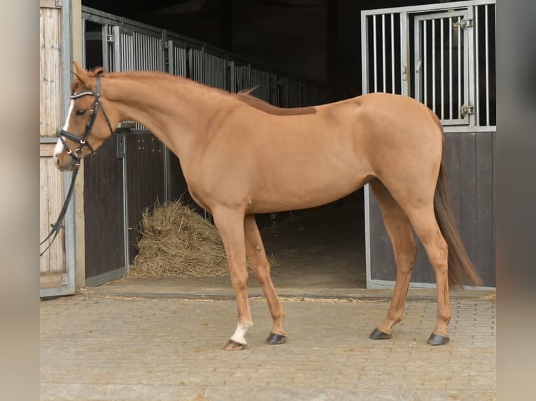 Palomino Giumenta 6 Anni 145 cm Sauro in Geilenkirchen