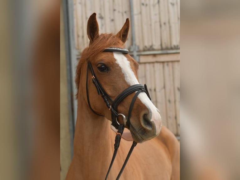 Palomino Giumenta 6 Anni 145 cm Sauro in Geilenkirchen