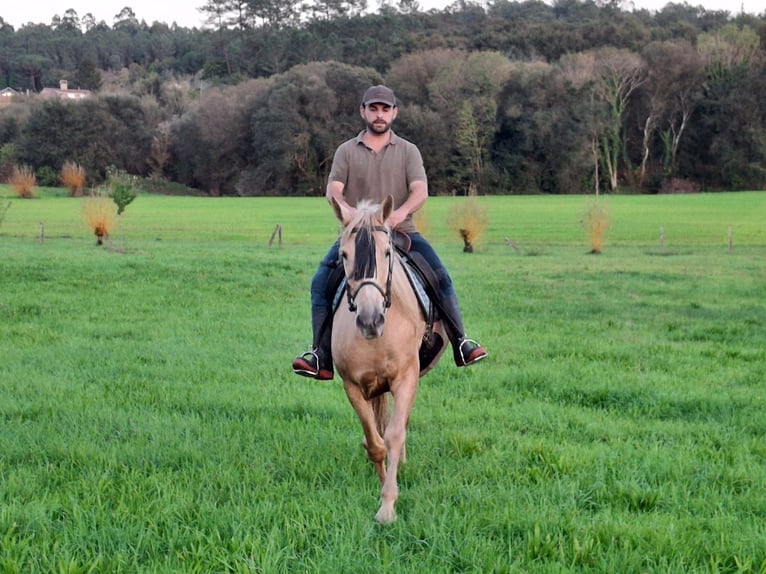 Palomino Mix Giumenta 6 Anni 163 cm Palomino in Santiago De Compostela