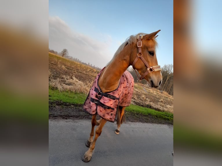 Palomino Giumenta 7 Anni 140 cm Palomino in Werne