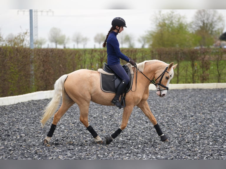Palomino Giumenta 7 Anni 142 cm Palomino in Zossen