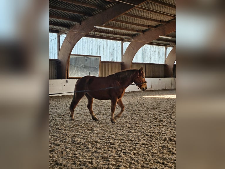 Palomino Mix Giumenta 7 Anni 156 cm Sauro in Weilerswist