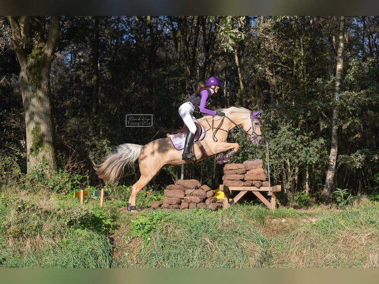 Palomino Giumenta 9 Anni 148 cm Palomino in Meijel