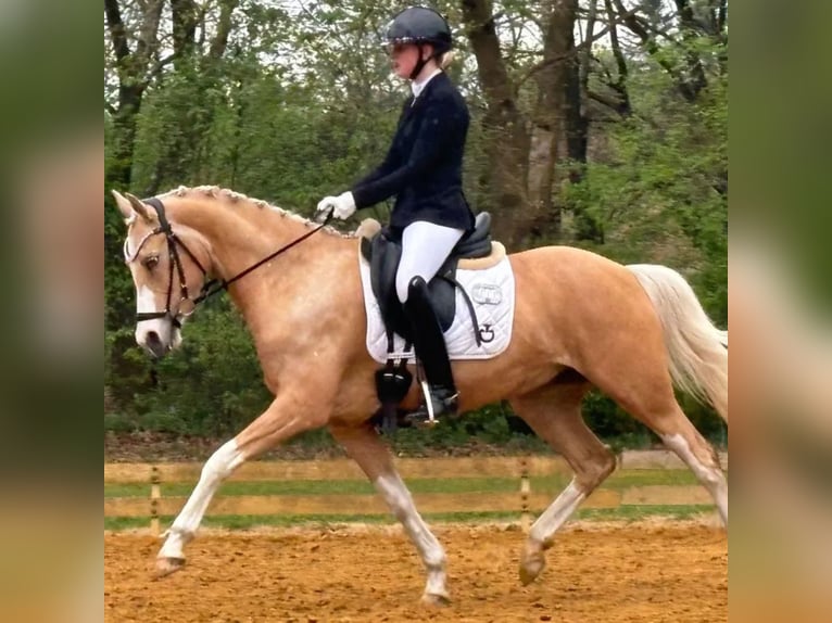 Palomino Giumenta 9 Anni 148 cm Palomino in Tarm