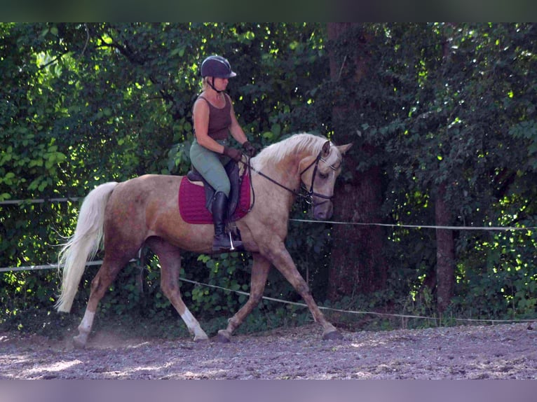 Palomino Giumenta 9 Anni 163 cm Palomino in Heidenheim