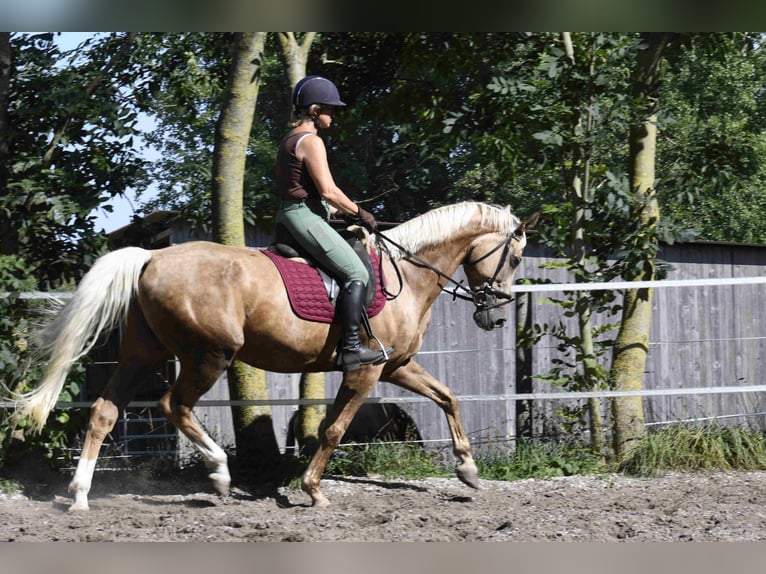 Palomino Giumenta 9 Anni 163 cm Palomino in Heidenheim