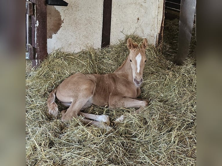 Palomino Giumenta Puledri (06/2024) 165 cm Palomino in Bad Grund