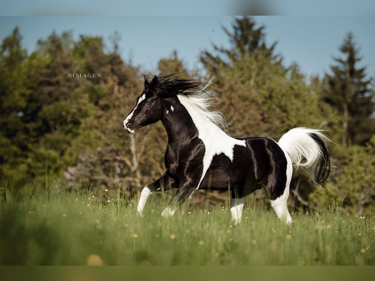 Palomino Hengst 1 Jaar Palomino in Scheiblingkirchen-Thernberg