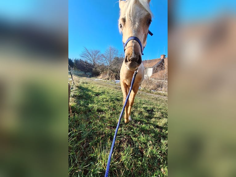 Palomino Hengst 1 Jahr Palomino in Scheiblingkirchen-Thernberg