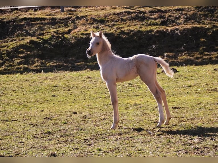 Palomino Hengst 1 Jahr Palomino in Scheiblingkirchen-Thernberg
