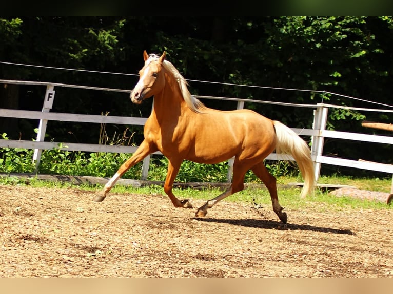 Palomino Hengst 1 Jahr Palomino in Scheiblingkirchen-Thernberg