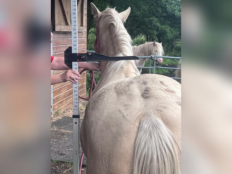 Palomino Hengst 2 Jaar 132 cm Palomino in Macclesfield