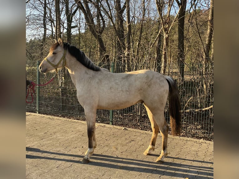 Palomino Hengst 2 Jaar 143 cm in Verl