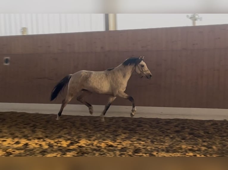 Palomino Hengst 2 Jaar 143 cm in Verl