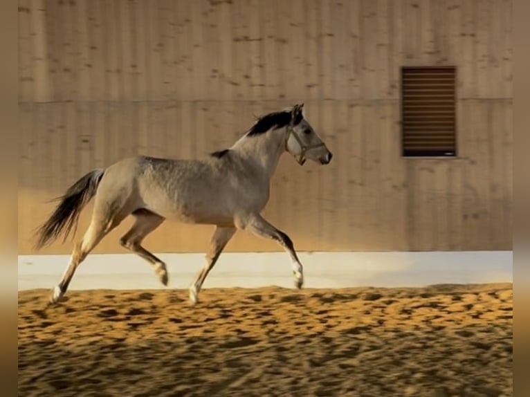 Palomino Hengst 2 Jaar 143 cm in Verl