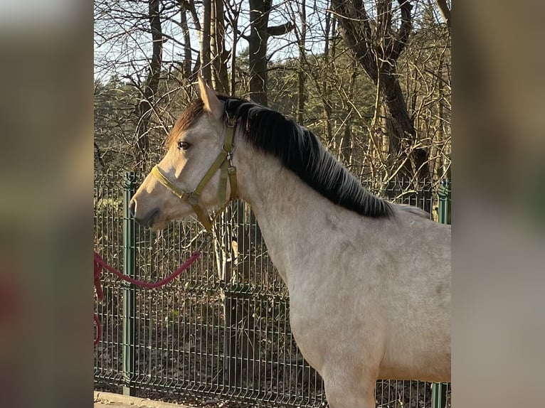 Palomino Hengst 2 Jaar 143 cm in Verl