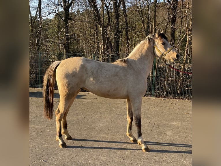 Palomino Hengst 2 Jaar 143 cm in Verl