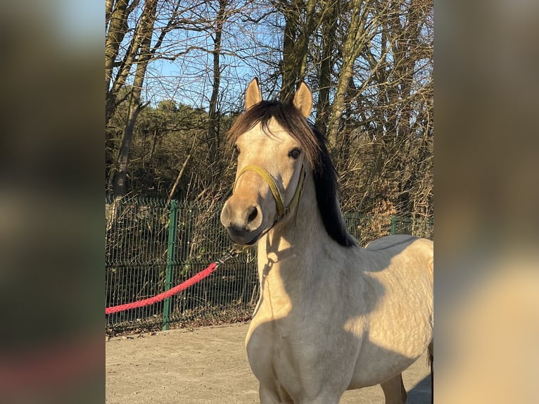 Palomino Hengst 2 Jaar 143 cm in Verl