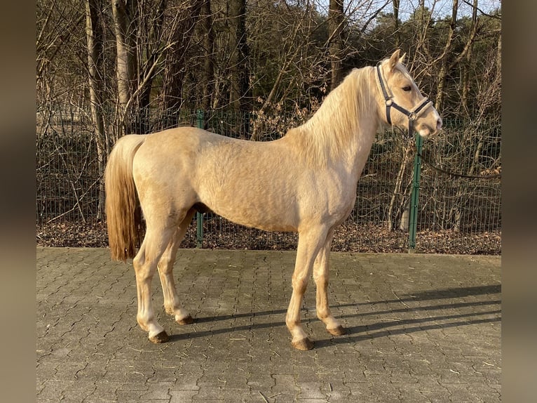 Palomino Hengst 3 Jaar 140 cm Palomino in Verl