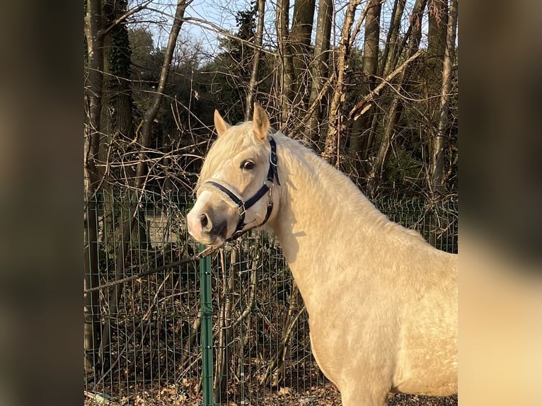 Palomino Hengst 3 Jaar 140 cm Palomino in Verl
