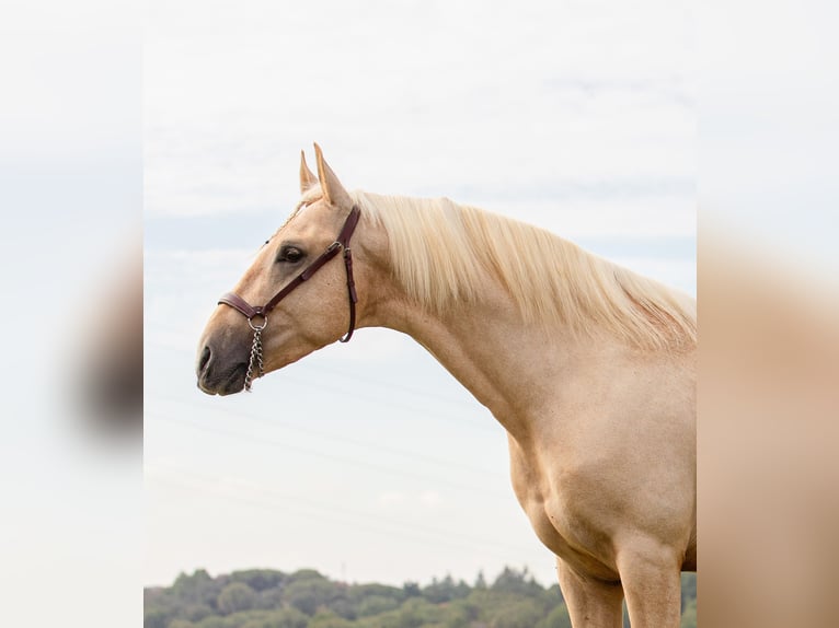 Palomino Hengst 3 Jaar 158 cm Palomino in Lliça D&#39;Amunt