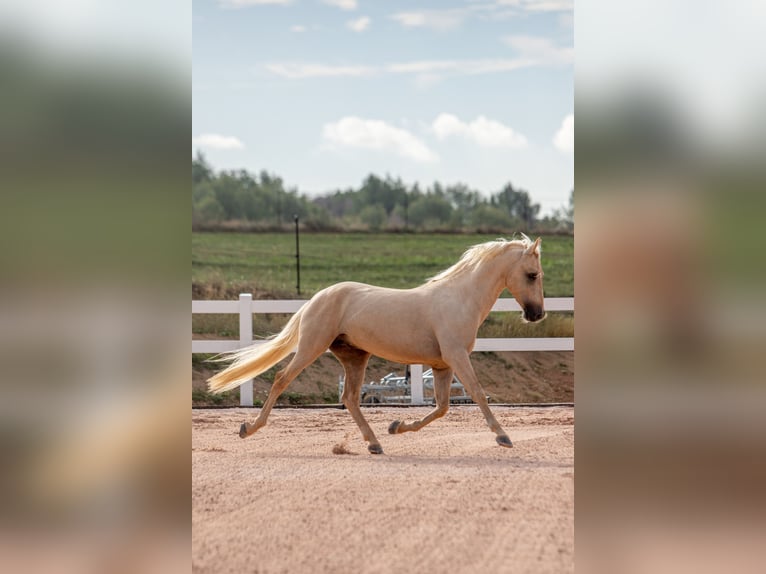 Palomino Hengst 3 Jaar 158 cm Palomino in Lliça D&#39;Amunt