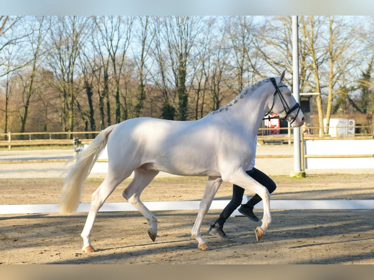 Palomino Hengst 3 Jaar 167 cm Cremello in Altenstadt