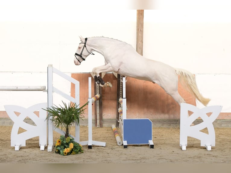 Palomino Hengst 3 Jaar 167 cm Cremello in Altenstadt