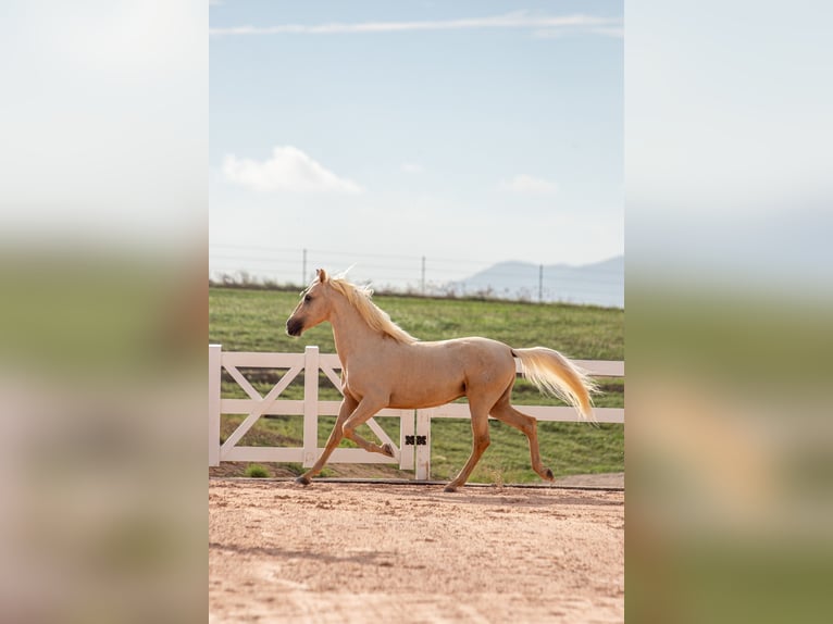 Palomino Hengst 3 Jahre 158 cm Palomino in Lliça D&#39;Amunt