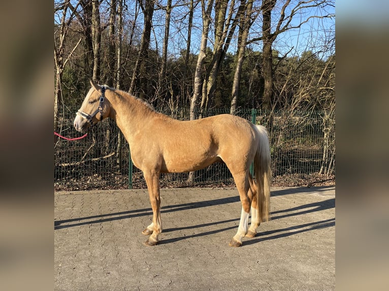 Palomino Hengst 4 Jaar 147 cm Palomino in Verl