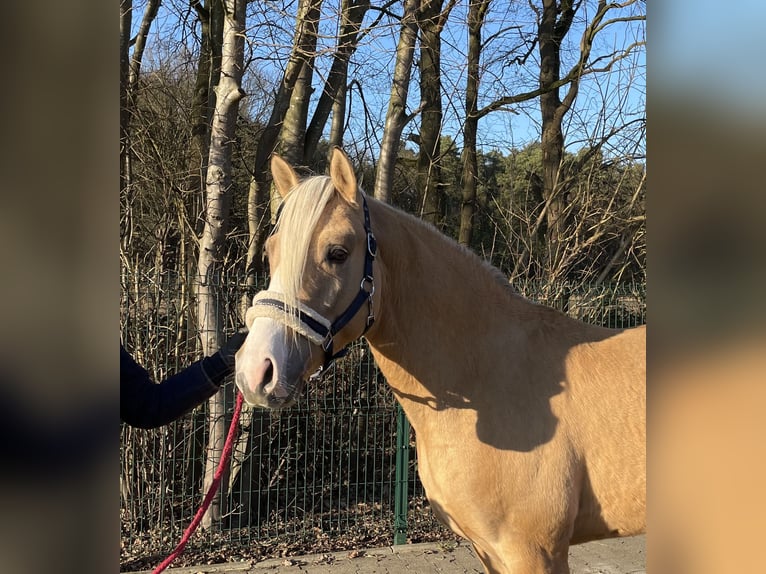 Palomino Hengst 4 Jaar 147 cm Palomino in Verl