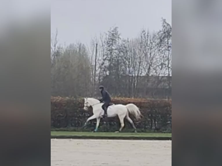 Palomino Hengst 4 Jaar 165 cm Cremello in Hemmet