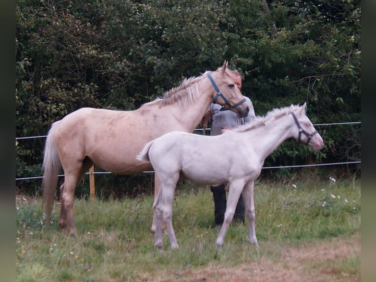 Palomino Hengst 4 Jahre 165 cm Cremello in Hemmet