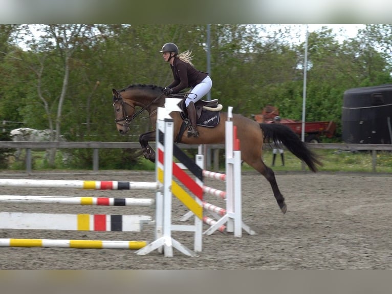 Palomino Hengst 5 Jaar 161 cm Brown Falb schimmel in Süderlügum