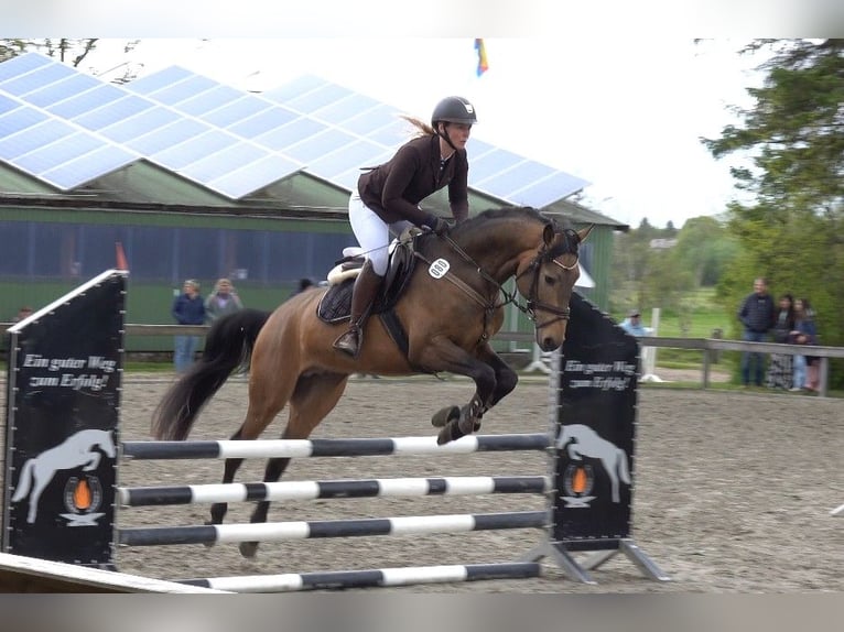 Palomino Hengst 5 Jahre 160 cm Braunfalbschimmel in Süderlügum