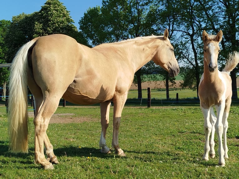 Palomino Mix Hengst  167 cm Tobiano-alle-Farben in Strmilov